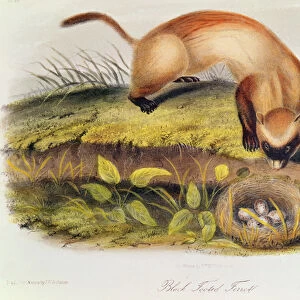 Black-footed Ferret from Quadrupeds of North America (1842-5)