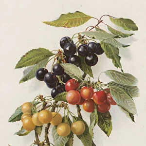 Cherries (colour litho)