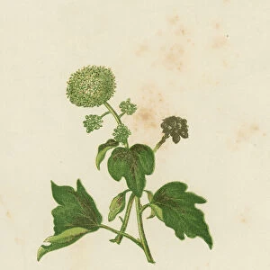 Common Ivy, Hedera Helix (colour litho)