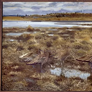 Curlews Birds in the marshes. Painting by Bruno Andreas Liljefors (1860-1939) 1913 Sun. 1, 19x2, 2 m