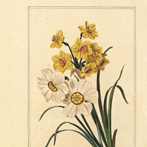 Daffodil varieites, Narcisse, Narcissus poeticus and Narcissus pseudonarcissus