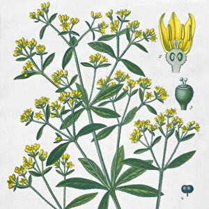 Dyers Madder (Rubia Tinctorum) (coloured engraving)