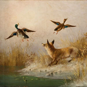 A Fox flushing a Mallard and a Duck, 1870 (oil on board)