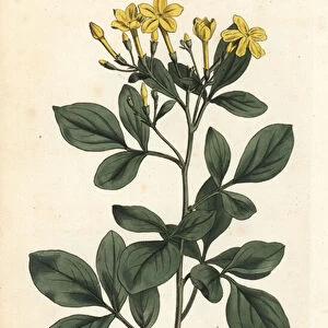Fragrant jasmine - Sweetest jasmine, Jasminum odoratissimum. Handcoloured copperplate engraving by Sansom after an illustration by Sydenham Edwards from William Curtis Botanical Magazine, London, 1794