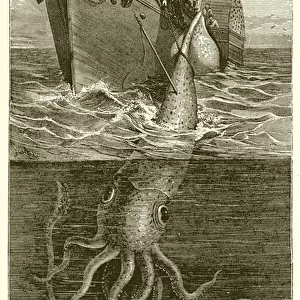 Gigantic Cuttle-Fish Hooked by the French Steamer "Alecton"Off Teneriffe (engraving)