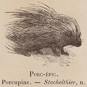 Le Vocabulaire Illustre: Porc-epic; Porcupine; Stachelthier (engraving)