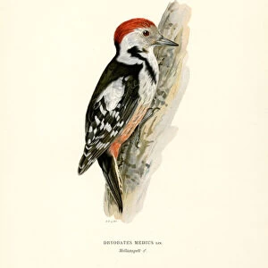 Medium Spotted Woodpecker (colour litho)