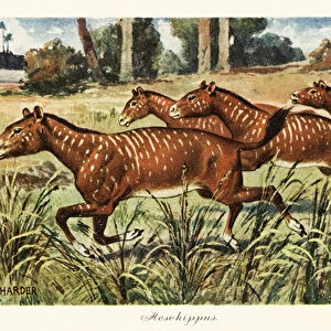 Mesohippus, extinct genus of early horse. 1908 (Print)