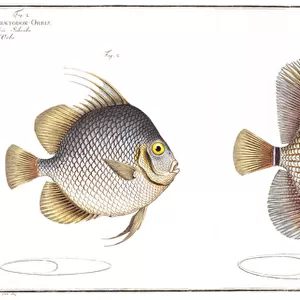 Orb fish: and Billed fish, published by Black, c. 1790 (print)