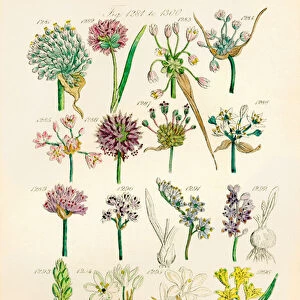 Page of colour illustrations from British Wild Flowers after a work by J. E. Sowerby and C. P. Johnson
