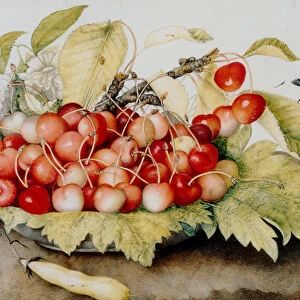 Plate of cherries, pod and bumble bees (w / c)