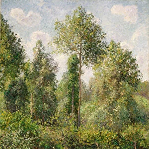 Poplars, Eragny, 1895 (oil on canvas)