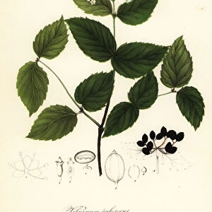 Pubescent viburnum, Viburnum pubescens