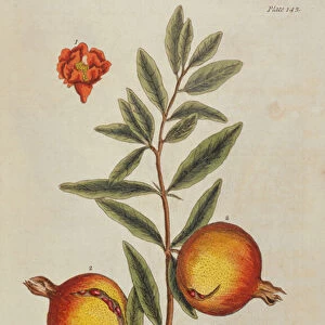 Punica granatum, from A Curious Herbal, 1782 (engraving)