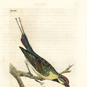 Rainbow bee-eater, Merops ornatus (Variegated bee-eater). Australia