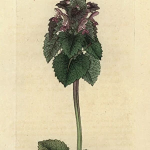 Red deadnettle, Lamium purpureum Handcoloured copperplate engraving after a drawing by James Sowerby for James Smith's English Botany, 1800
