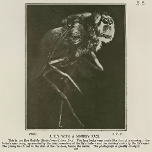 Roe gadfly, insect with a face resembling that of a monkey (b / w photo)
