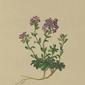 Round-leaved Pennycress (Thlaspi rotundifolium, Noccaea rotundifolia