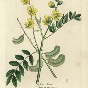 Yellow flowered senna or Egyptian cassia with seed pods, Cassia senna