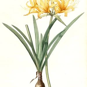 Amaryllis aurea, Lycoris aurea; Amaryllis doree; Golden Spider Lily, Golden hurricane