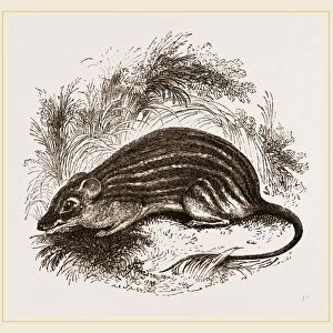Barbary Mouse