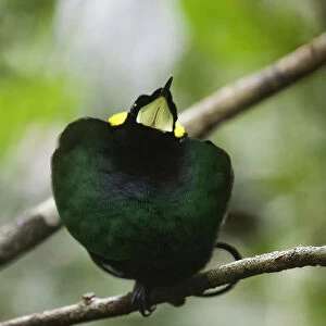 Diphyllodes respublica, Wilson's Bird-of-paradise, West Papua
