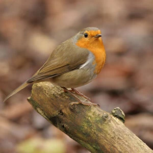 European Robin perched on branch, Erithacus rubecula