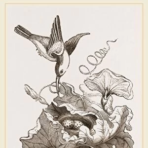 Female Tailor-Bird and Nest