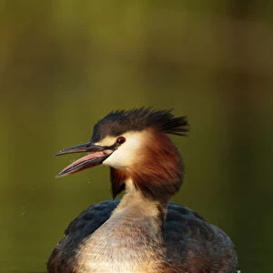 Great crested Grebe calling for female, Netherlands
