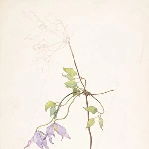 Lilac Clematis Atragene occidentalis July 1909