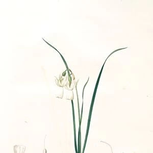 Narcissus calathinus, Narcissus triandrus; Narcisse a grande coupe, Angels tears