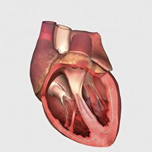 Heart valves showing pulmonary valve, mitral valve and tricuspid