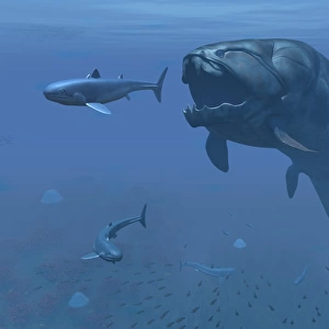 A prehistoric Dunkleosteus fish prepares to eat a primitive shark
