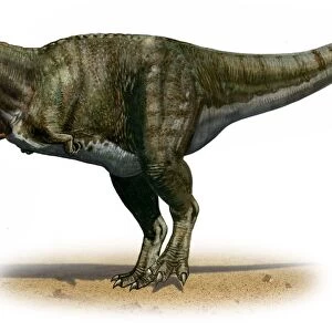 Tyrannosaurus rex, a prehistoric era dinosaur