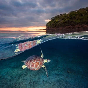 Green turtle with sunset