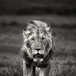 Lion patrolling