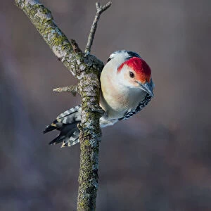 Male Red Bellied Woodpecker