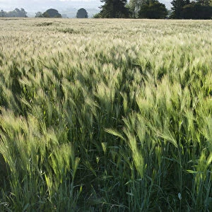 Barley field, Haregill Lodge Farm, Ellingstring, North Yorkshire, England, UK, June