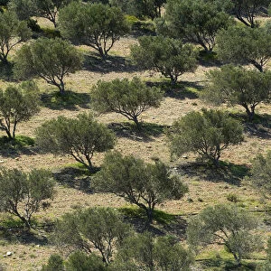 Olive trees (Olea europea) in dry landscape, Palekastro, Crete, Greece, April 2009