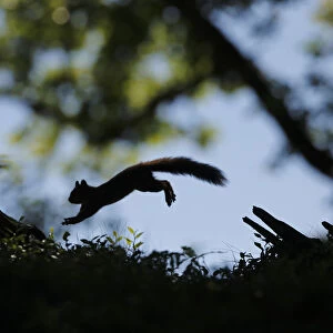 Silhouetted Red Squirrel (Sciurus vulgaris) jumping between tree stumps. Cairngorms National Park