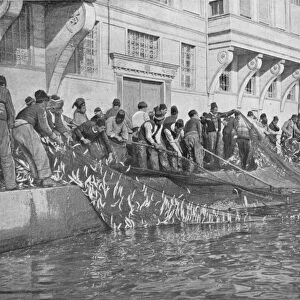 Hauling in a Grippo of 15000 Fish at Emirgian on the Bosphorus, c1901, (1903)