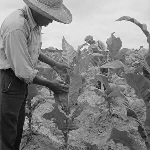 Zollie Lyons and son worming tobacco, Wake County, North Carolina, 1939. Creator: Dorothea Lange