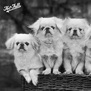 Four Pekingese dogs 1936