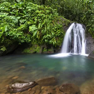 Cascades aux Ecrevisses in a tropical forest on Basse-Terre, Guadeloupe, French West Indies