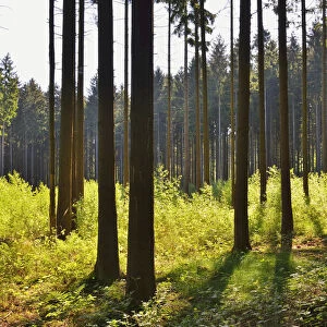 Coniferous Forest in Spring, Kefenrod, Hesse, Germany