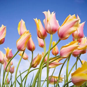 Delicate pink and yellow tulips, Wooden Shoe Tulip Farm, Oregon, USA