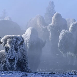 Frost covered American bison on geothermally heated ground in winter, YNP, Wyoming, USA