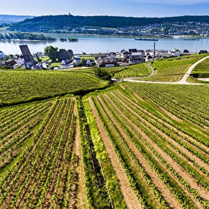 Rows of grapevines in fields of vineyards at Rudesheim in the Rhine Valley with views to the Rhine River, Germany