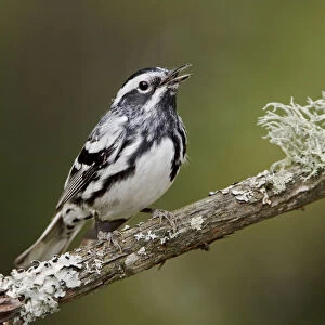 Black-and-white Warbler (Mniotilta varia) singing, Ontario, Canada