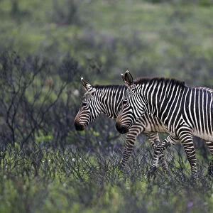 Mountain Zebra (Equus zebra) pair, Bontebok National Park, South Africa, South Africa